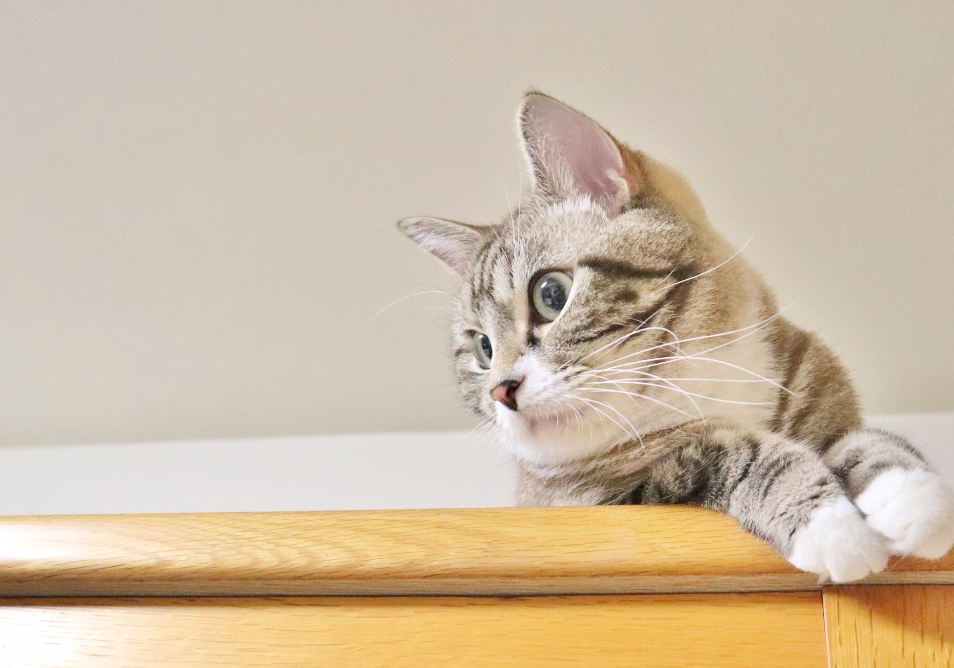 猫が天井付近でくつろいでいる画像